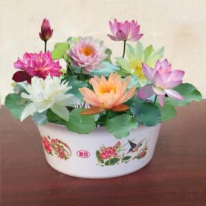 GIỐNG HOA SEN NGŨ SẮC